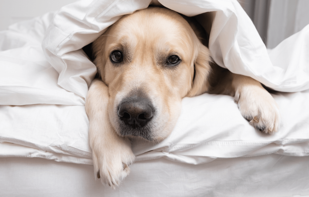 Hund liegt entspannt auf der BellaSleep Basic Matratze 90×200 cm – robuster, hygienischer Schlafkomfort, gefertigt in Bayern