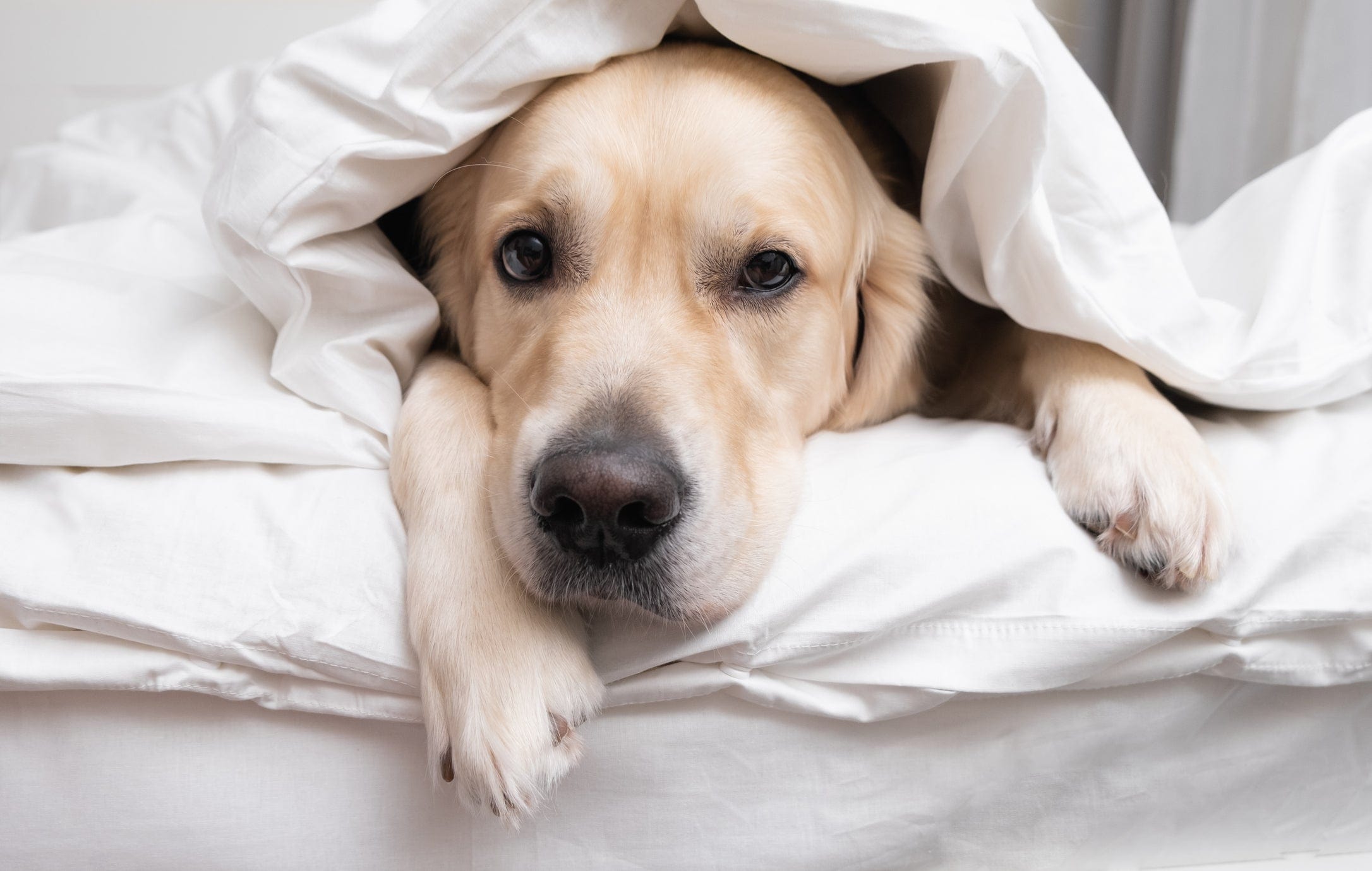 Hund liegt gemütlich im Bett – kuschelige Schlafumgebung mit Annabelle’s Auflage oder Decke für Mensch und Tier